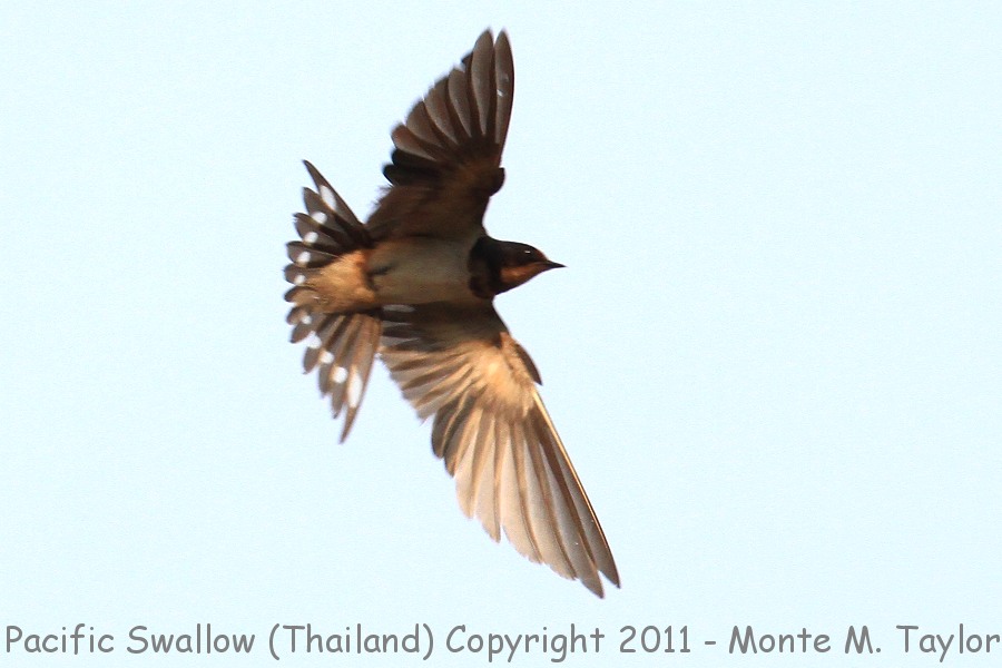 Pacific Swallow -winter- (Kaeng Krachan National Park, Petchaburi, Thailand)