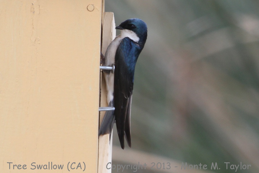 Tree Swallow -spring- (California)