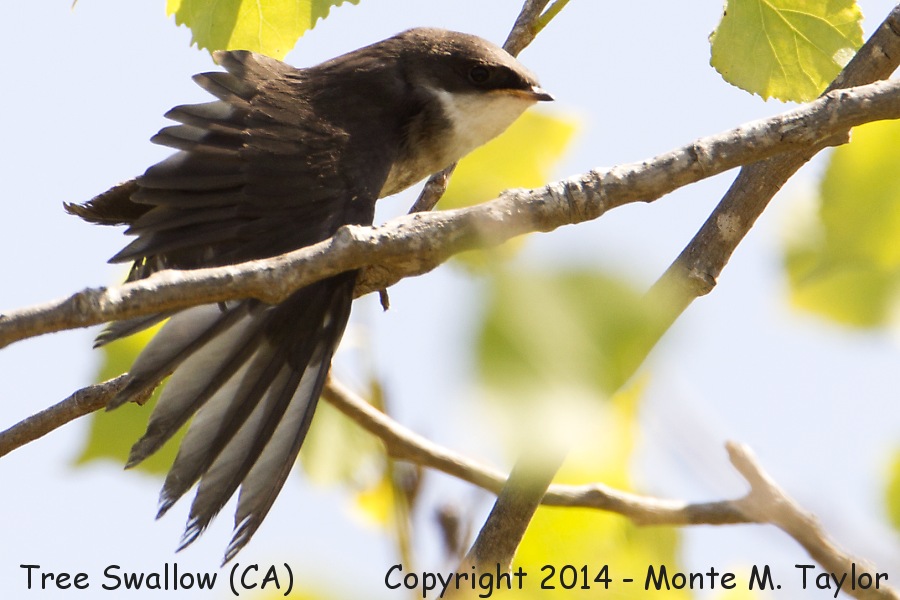 Tree Swallow -spring fledgling- (California)