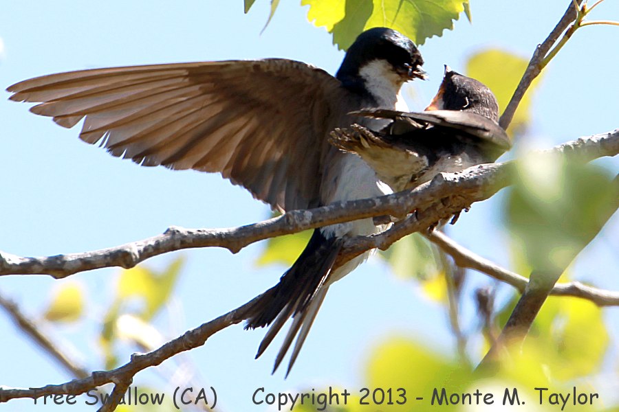 Tree Swallow -spring with fledgling- (California)