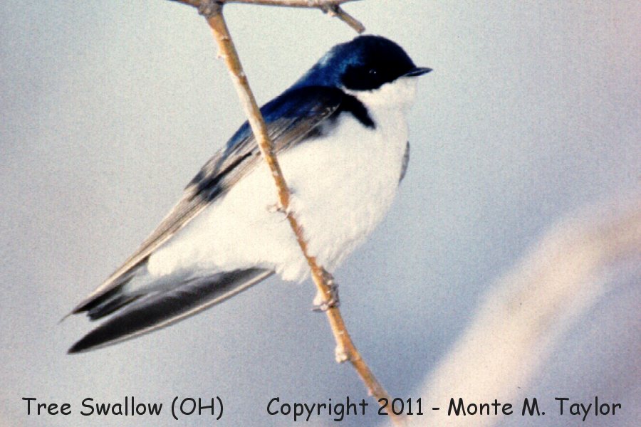 Tree Swallow -spring- (Ohio)