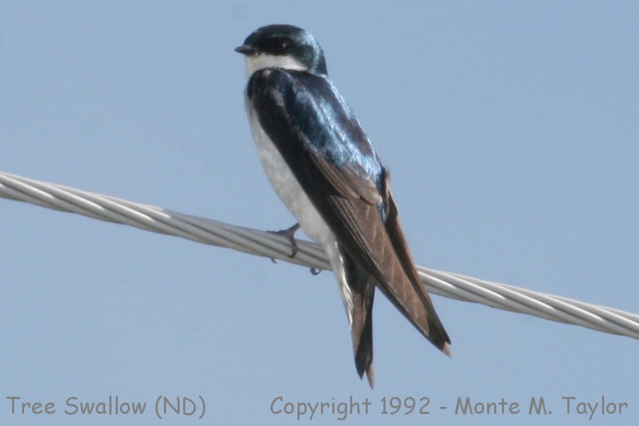 Tree Swallow -summer- (North Dakota)