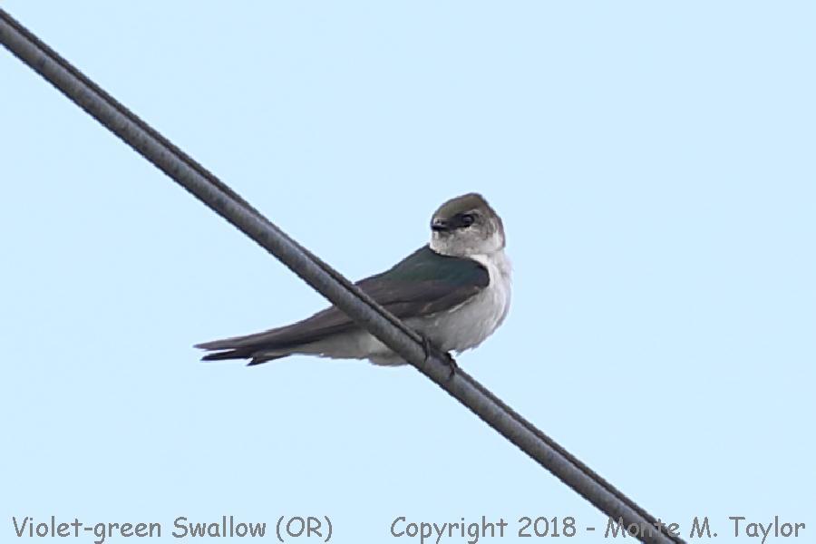 Violet-green Swallow -spring female- (Oregon)