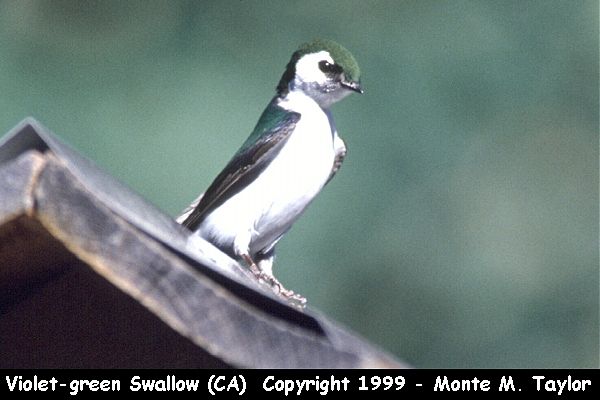Violet-green Swallow -spring- (California)