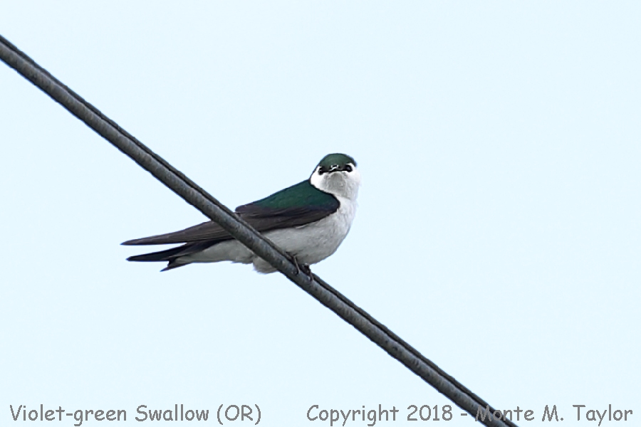 Violet-green Swallow -spring male- (Oregon)