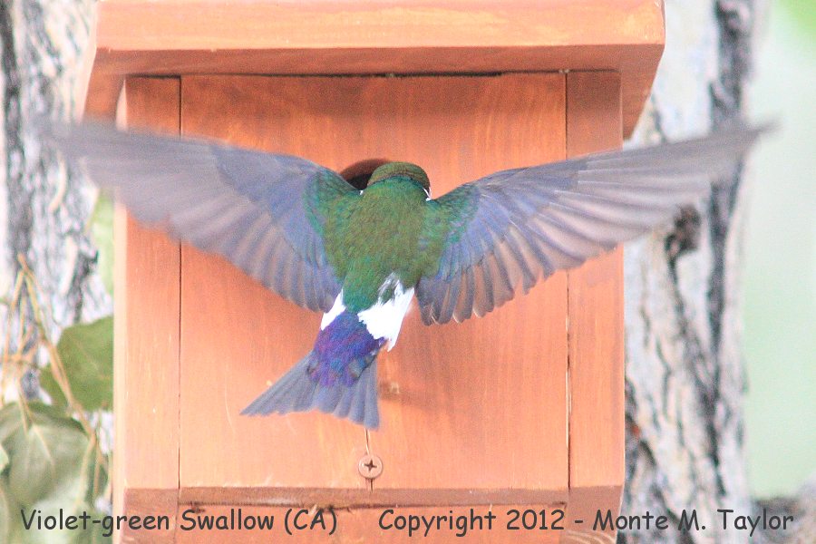 Violet-green Swallow -summer male- (California)
