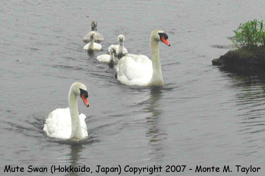 Mute Swan -summer / family unit- (Hokkaido, Japan)