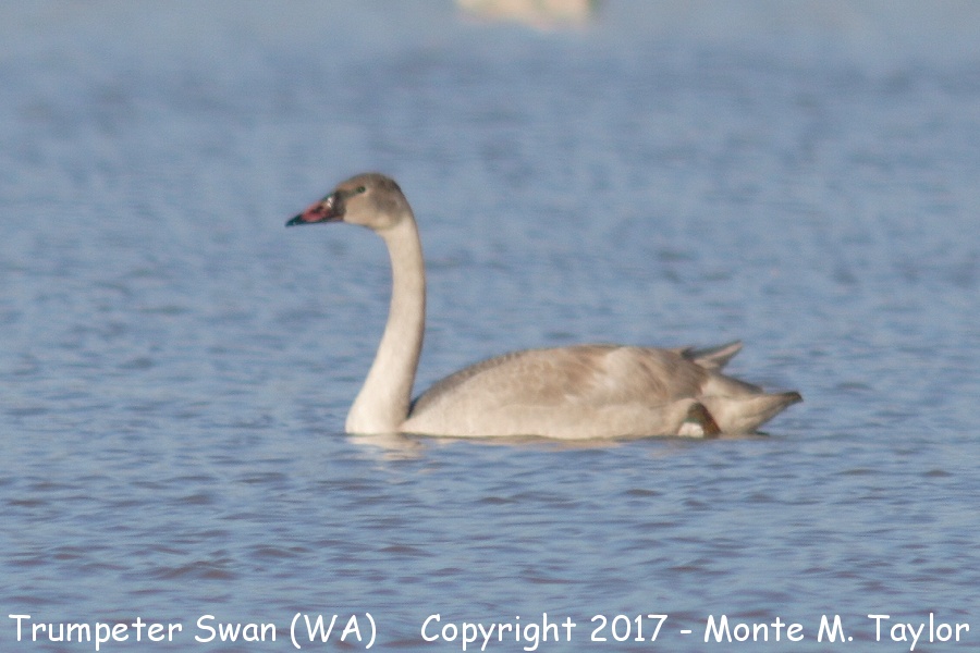 Trumpeter Swan -juvenal winter- (Washington)