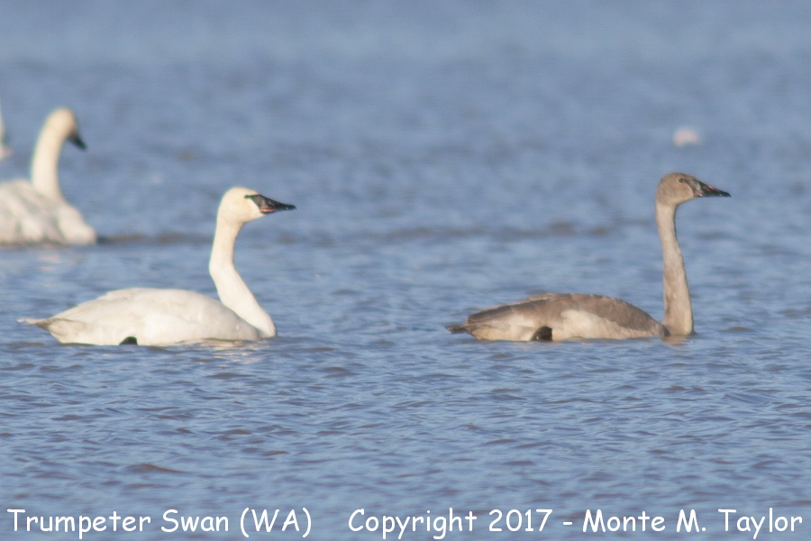 Trumpeter Swan -winter adult and juvenal- (Washington)