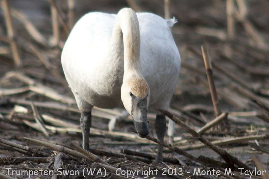 Trumpeter Swan -winter- (Washington)