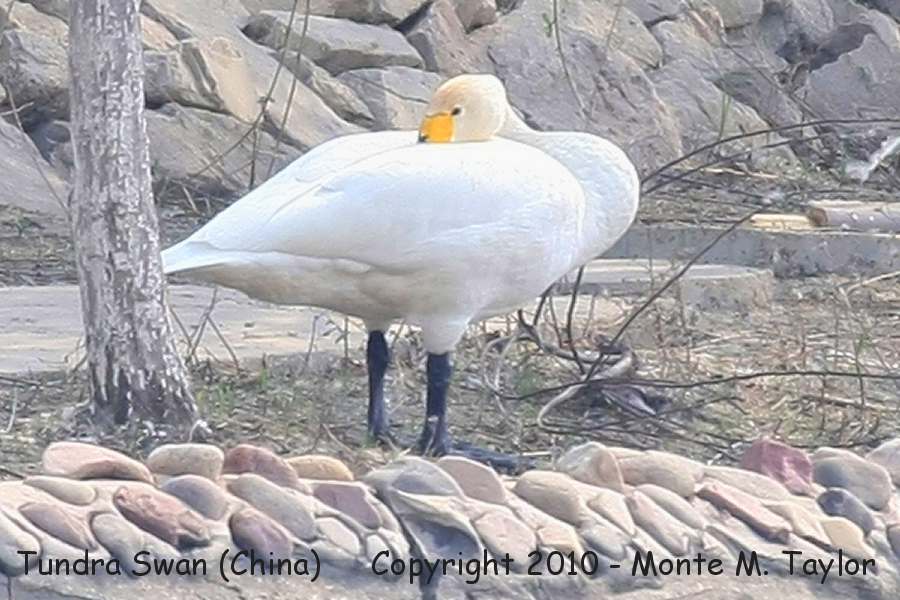 Tundra Swan -spring- (Tianjin, China)
