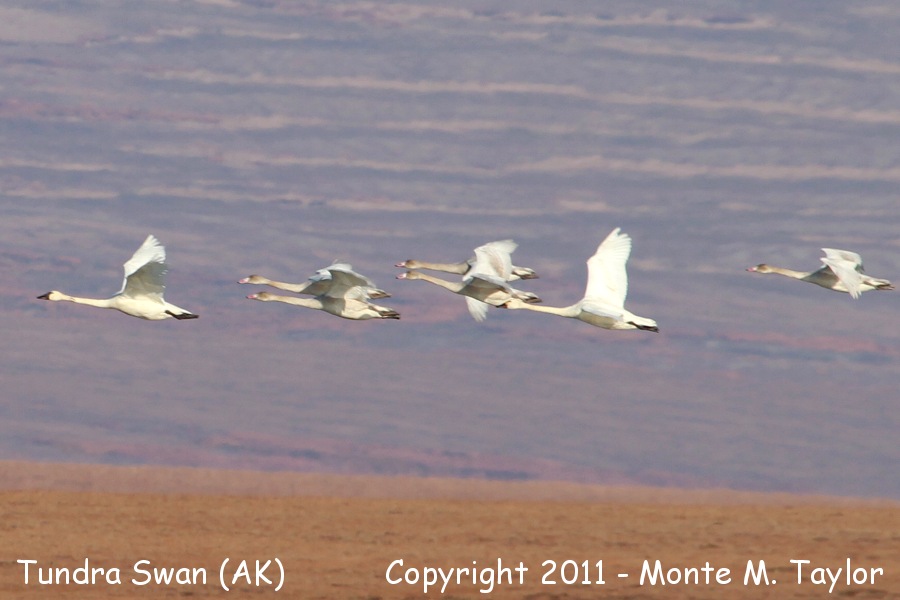 Tundra Swan -fall / family group- (Nome, Alaska)