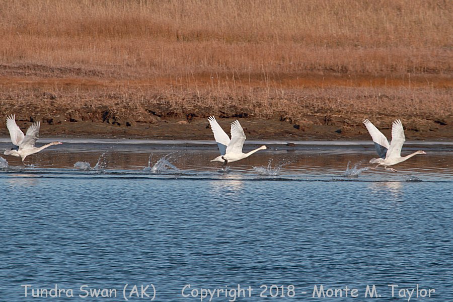 Tundra Swan -fall adult (middle) with juveniles- (Nome, Alaska)