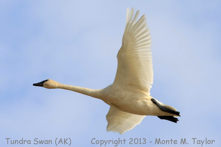 Tundra Swan -spring- (Nome, Alaska)