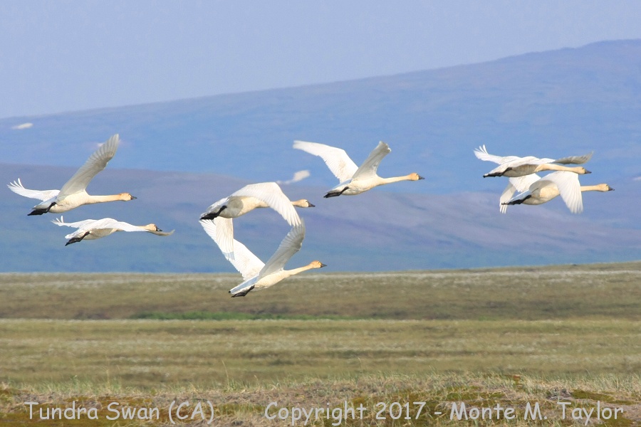 Tundra Swan -spring / family group- (Nome, Alaska)