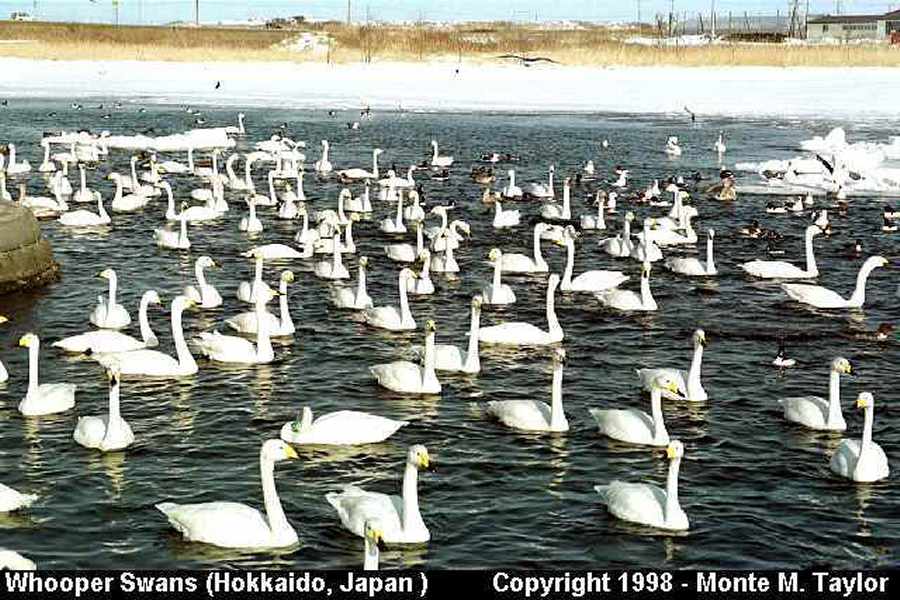 Whooper Swans -winter flock- (Hokkaido, Japan)