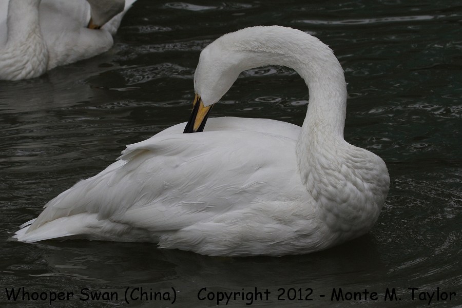 Whooper Swan -winter- (China)