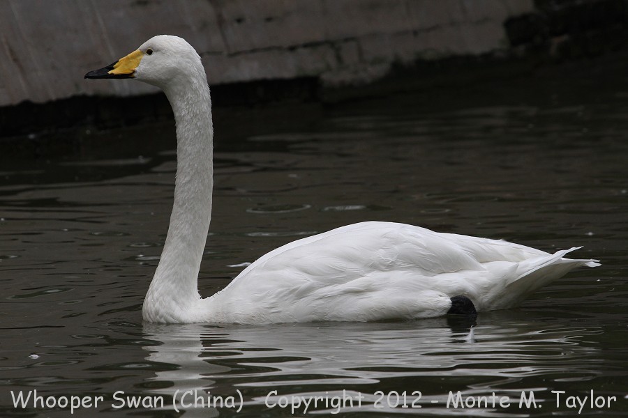 Whooper Swan -winter- (China)