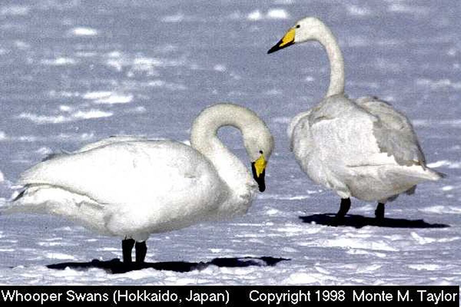 Whooper Swans -winter- (Hokkaido, Japan)