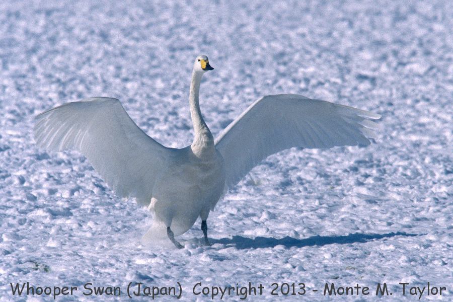 Whooper Swans -winter- (Hokkaido, Japan)