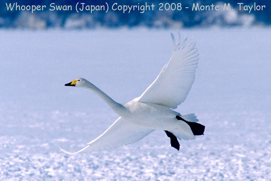 Whooper Swan -winter- (Hokkaido, Japan)