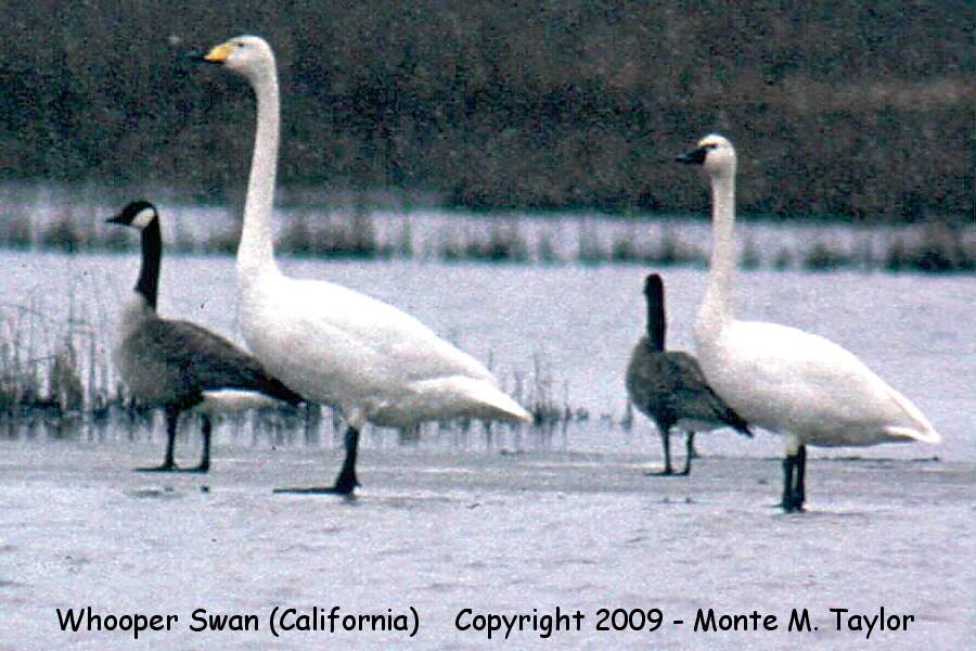 Whooper Swan -Dec 29th, 1991- (Klamath NWR, California)