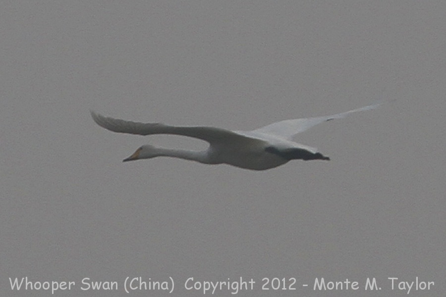 Whooper Swan -winter- (Yanqing, China)