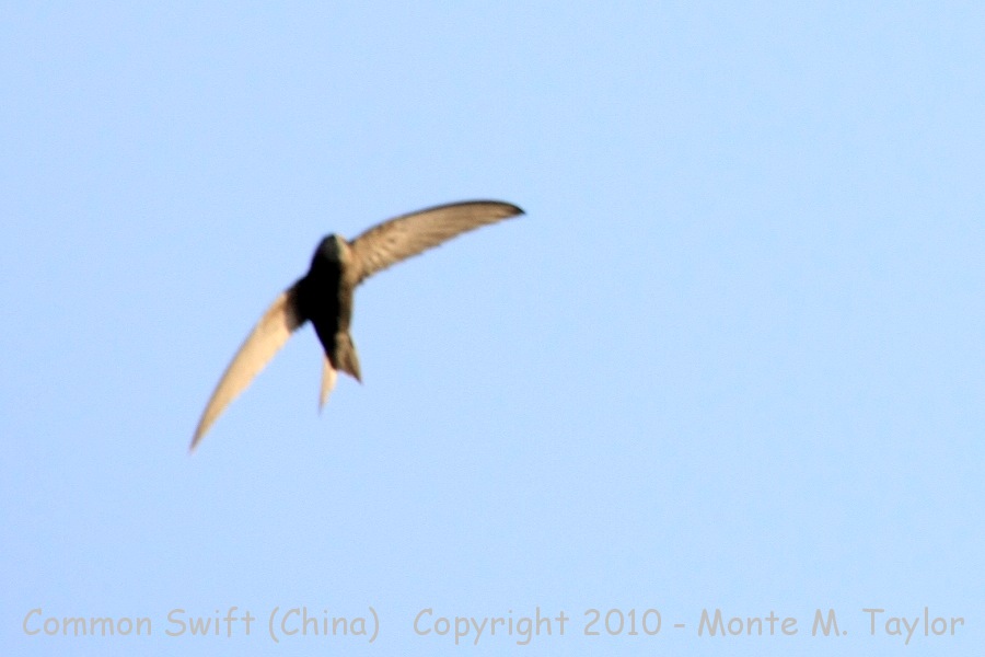 Common Swift -spring- (Tianjin, China)