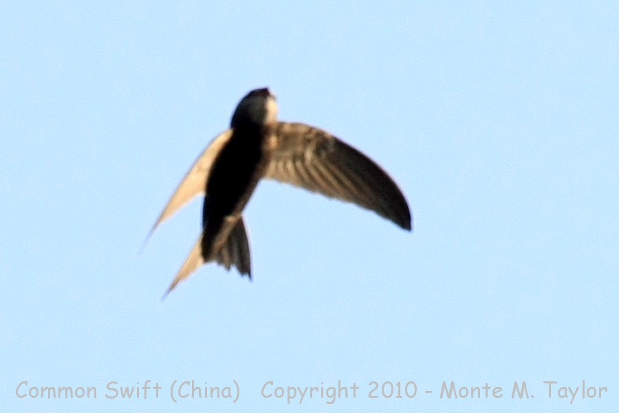 Common Swift -spring- (Tianjin, China)