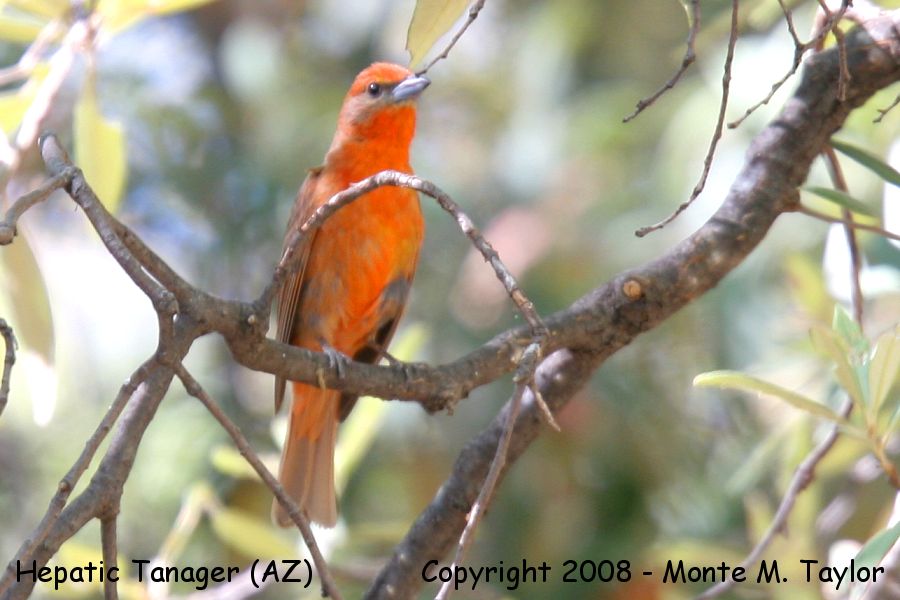 Hepatic Tanager -spring male- (Arizona)