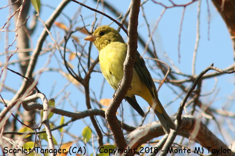 Scarlet Tanager -fall female- (California)