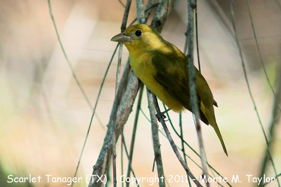 Scarlet Tanager -spring female- (Texas)