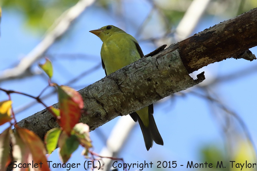Scarlet Tanager -fall male- (Florida)