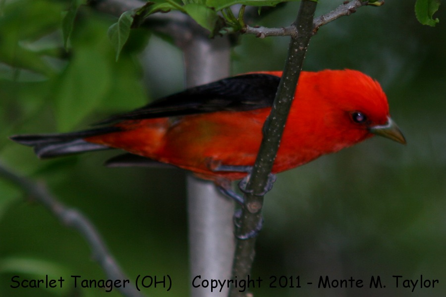 Scarlet Tanager -spring male- (Ohio)