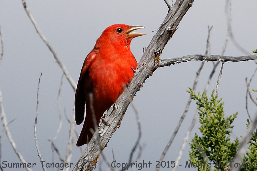 Summer Tanager -spring male- (Arizona)