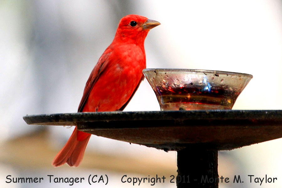 Summer Tanager -spring male- (California)