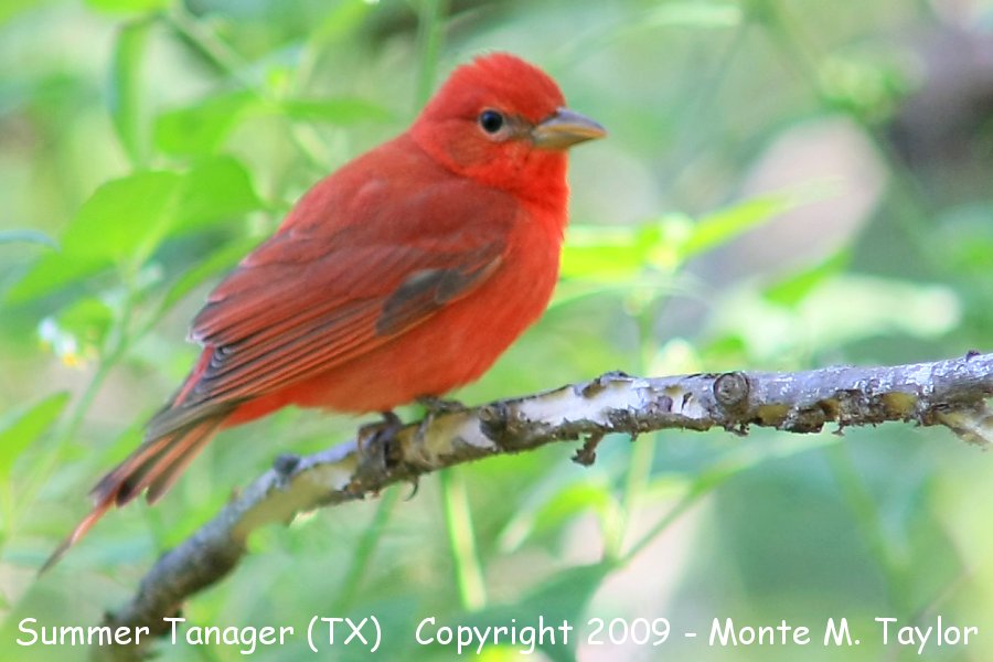 Summer Tanager -spring male- (Texas)