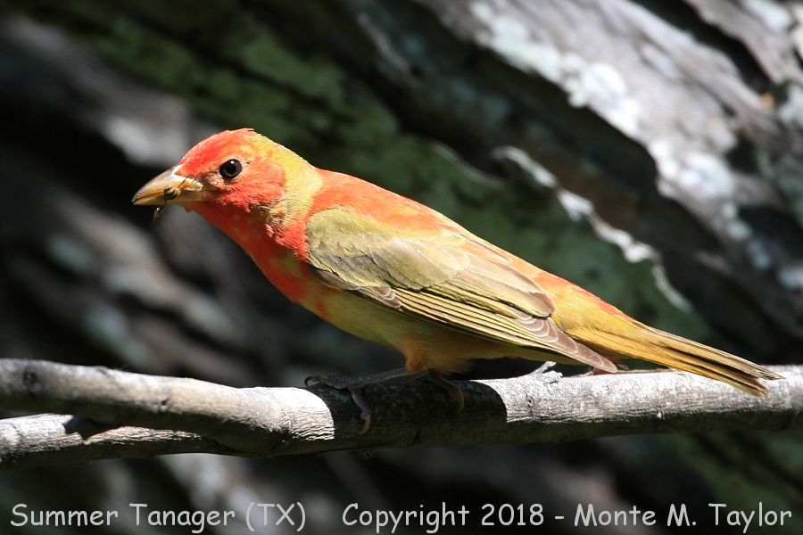 Summer Tanager -spring moulting male- (Texas)