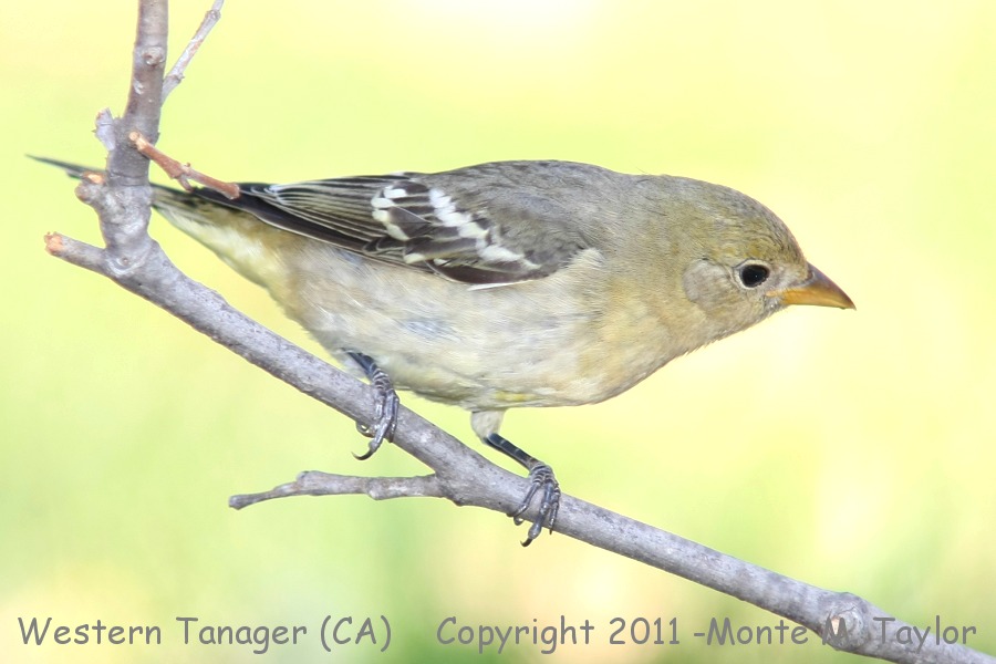 Western Tanager -fall female- (California)
