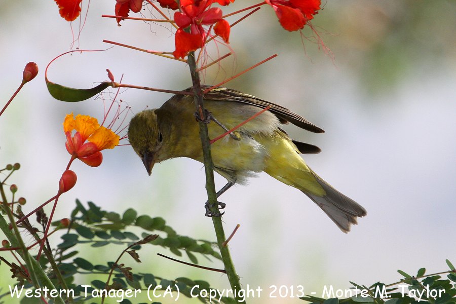Western Tanager -spring female- (California)