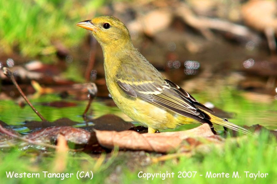 Western Tanager -fall male- (California)