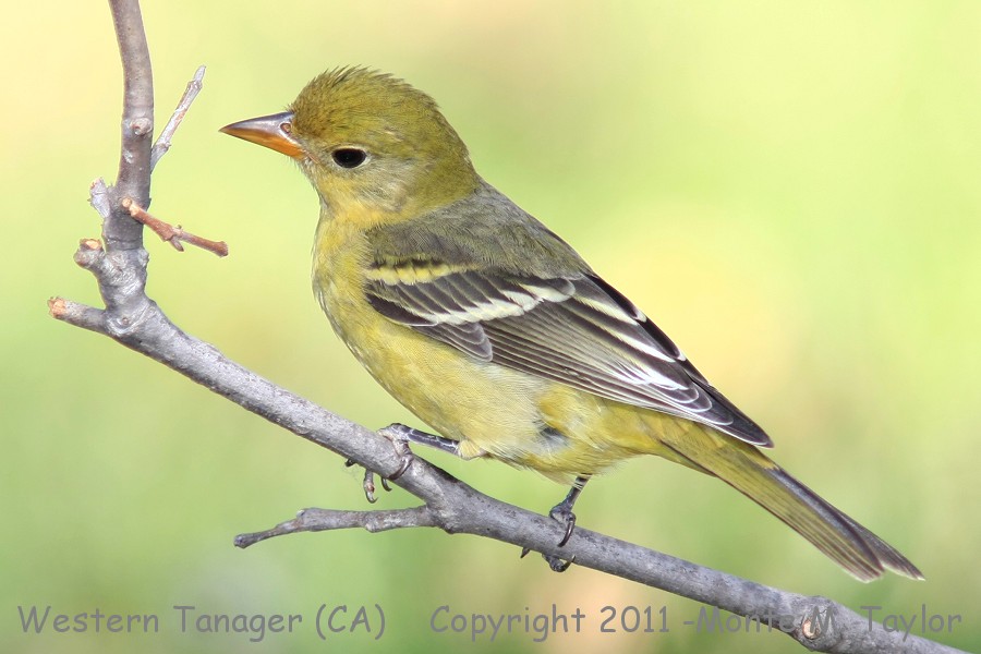 Western Tanager -fall male- (California)