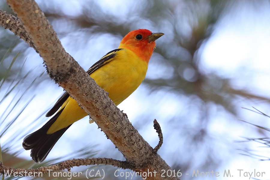 Western Tanager -summer male- (California)
