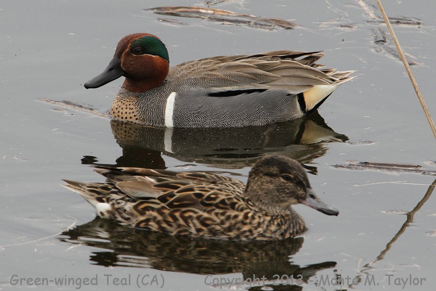 Green-winged Teal -spring male and female- (California)