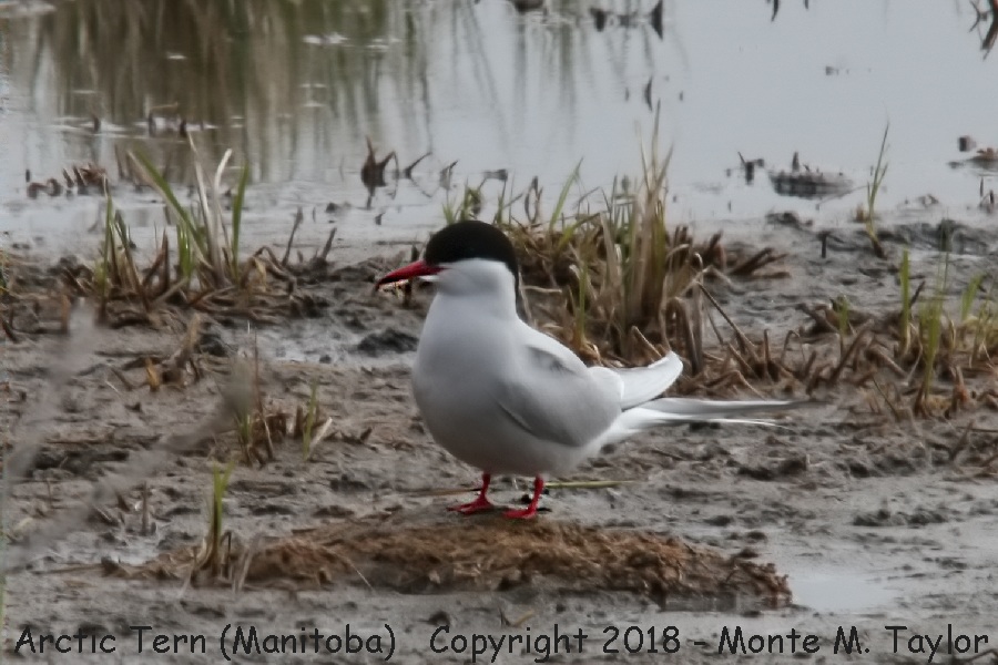 Arctic Tern -summer- (Churchill, Manitoba, Canada)