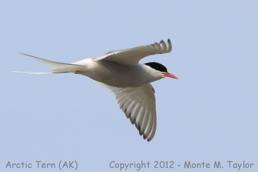 Arctic Tern -summer- (Nome, Alaska)