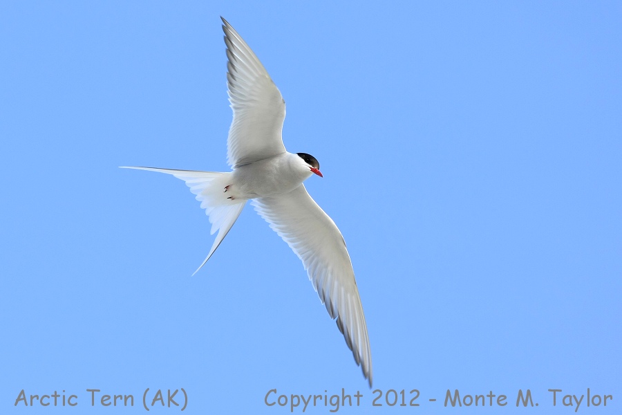 Arctic Tern -summer- (Nome, Alaska)