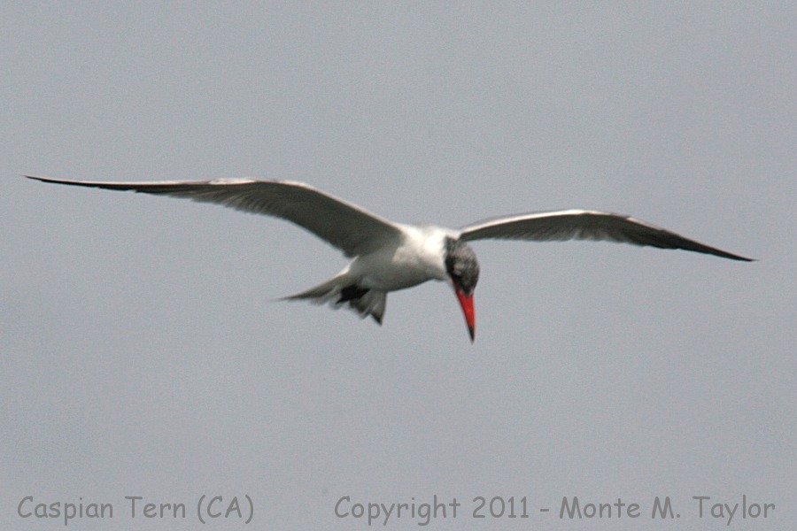 Caspian Tern -winter- (California)