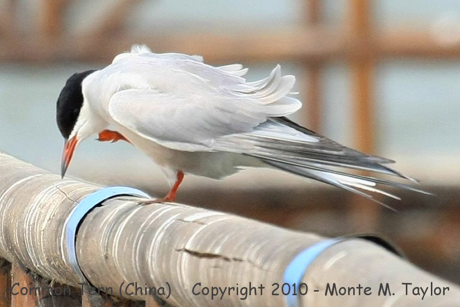 Common Tern -spring minussensis- (Qilihai Preserve, Tianjin, China)