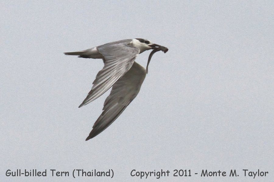 Gull-billed Tern -winter- (Petchaburi, Thailand)